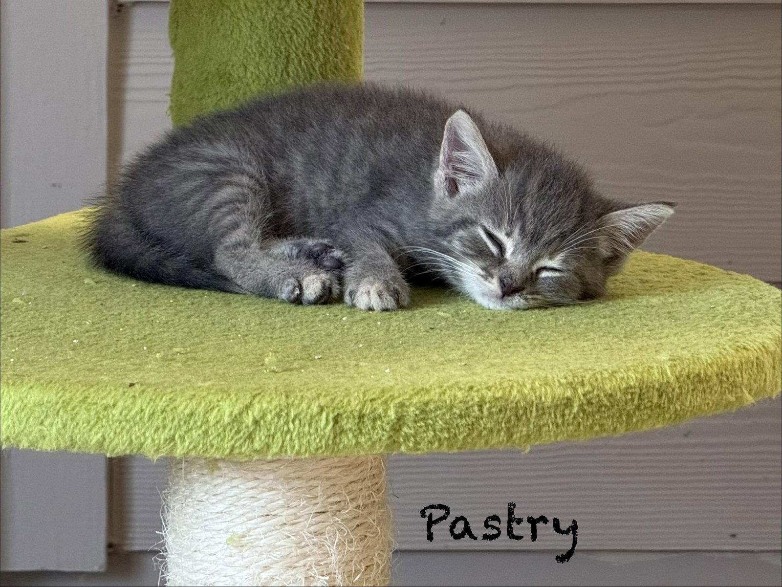 Twinkie, Adopted, Young Female Tabby & Domestic Long Hair.