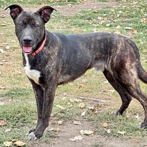 Astro, an adoptable Pit Bull Terrier in Phoenix, OR, 97535 | Photo Image 4