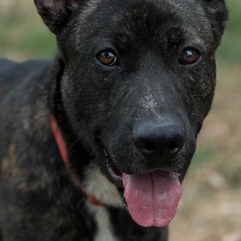 Astro, an adoptable Pit Bull Terrier in Phoenix, OR, 97535 | Photo Image 3