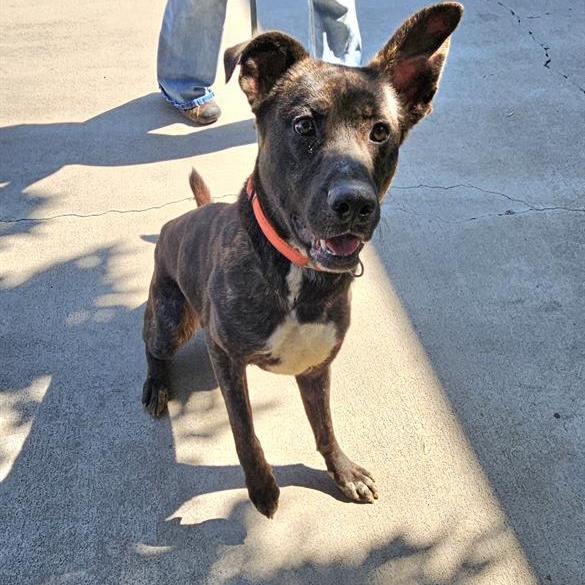 Astro, an adoptable Pit Bull Terrier in Phoenix, OR, 97535 | Photo Image 3