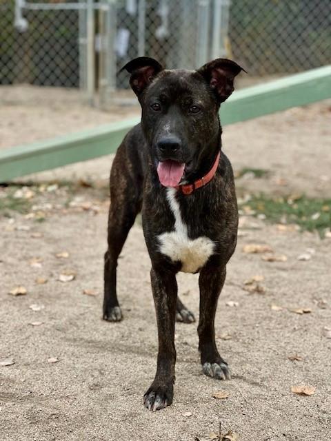 Astro, an adoptable Pit Bull Terrier in Phoenix, OR, 97535 | Photo Image 2