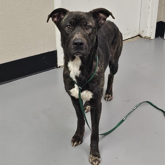 Astro, an adoptable Pit Bull Terrier in Phoenix, OR, 97535 | Photo Image 1