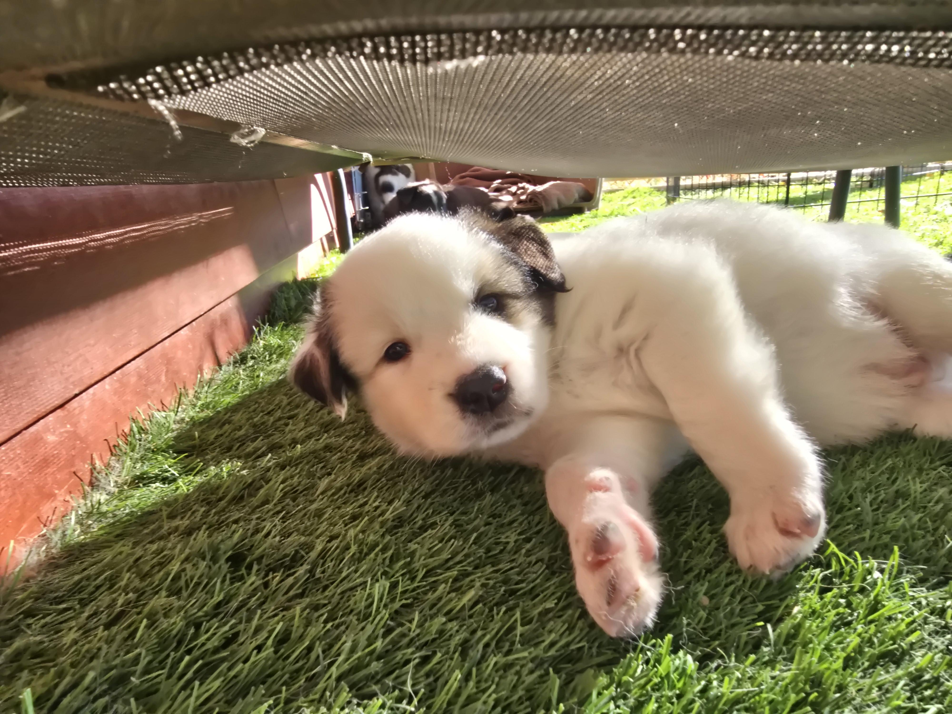 Enlarge Dillinger, a Adopted mixed breed in Discovery Bay, CA image 1/6