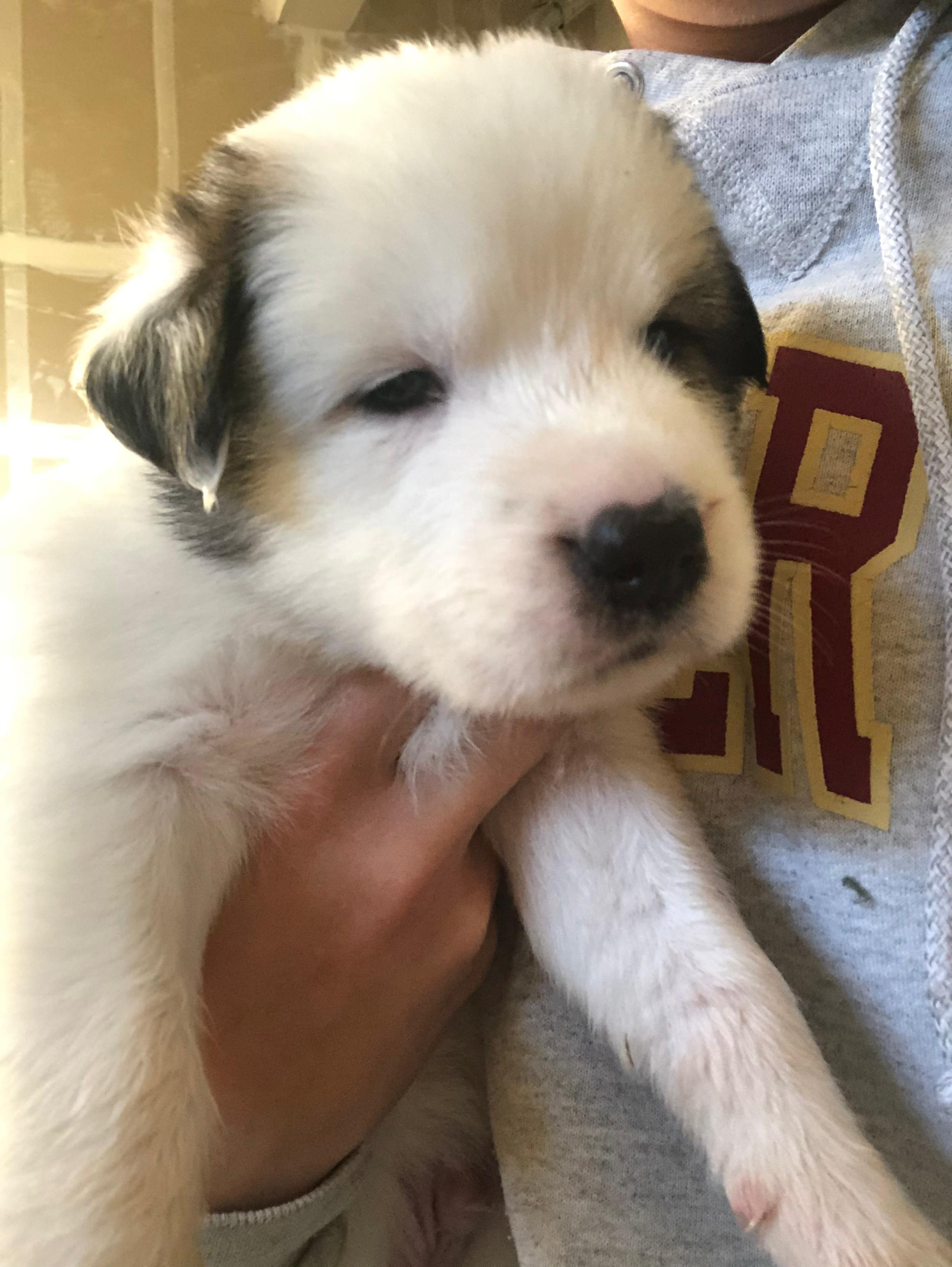 Enlarge Dillinger, a Adopted mixed breed in Discovery Bay, CA image 2/6