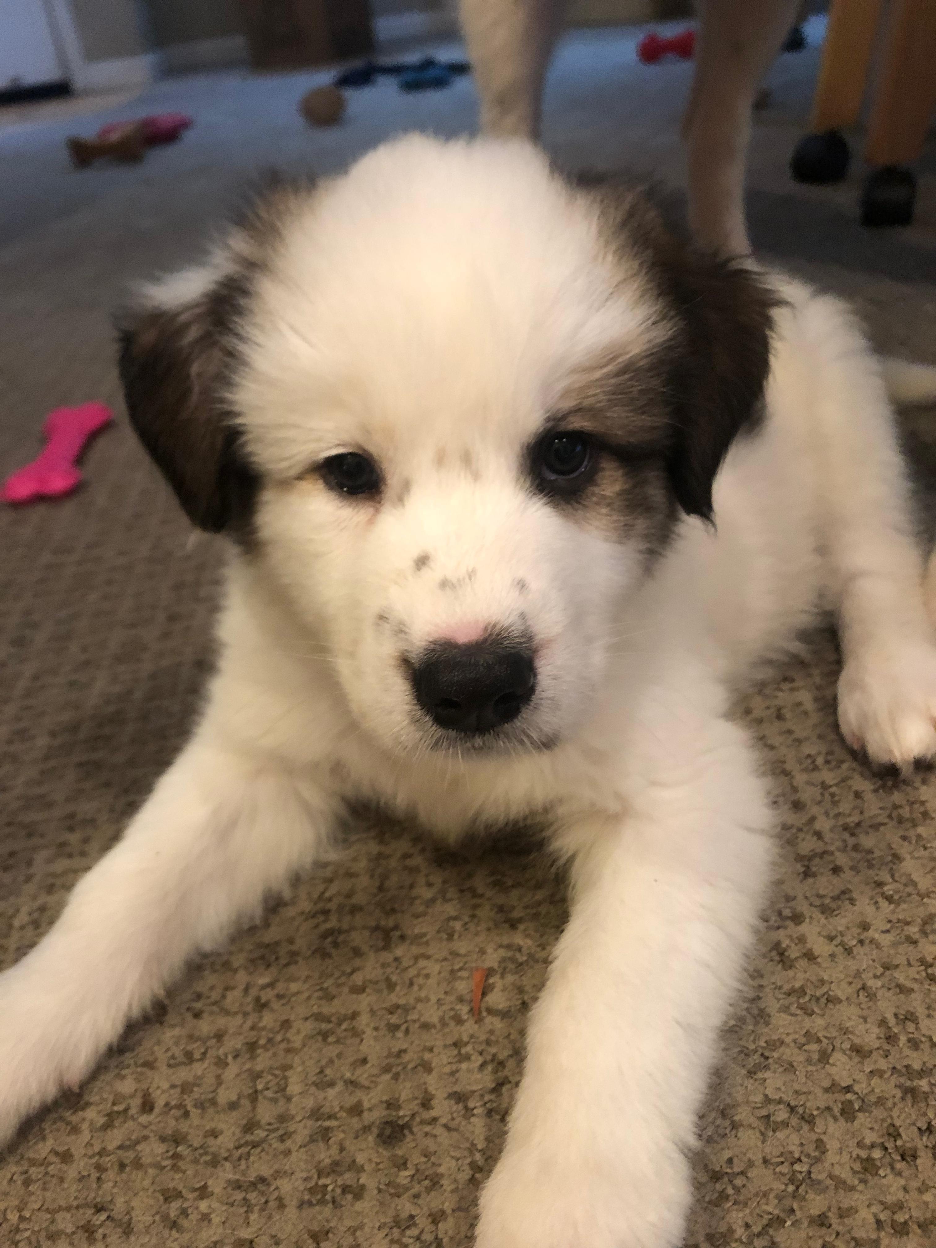 Enlarge Dillinger, a Adopted mixed breed in Discovery Bay, CA image 3/6