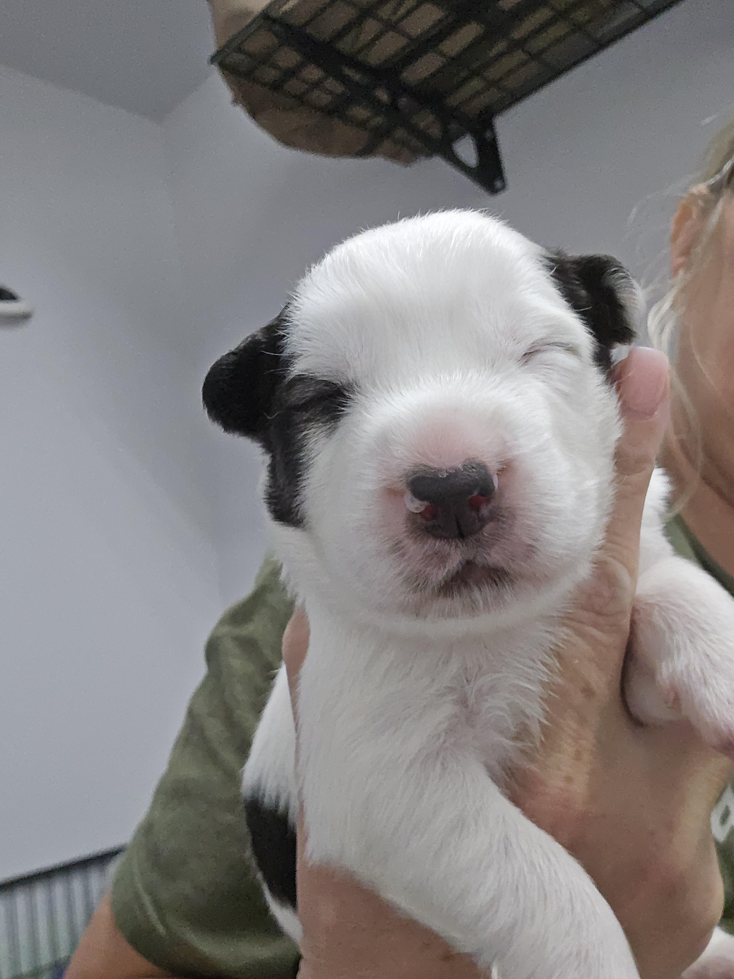 Enlarge Dillinger, a Adopted mixed breed in Discovery Bay, CA image 6/6