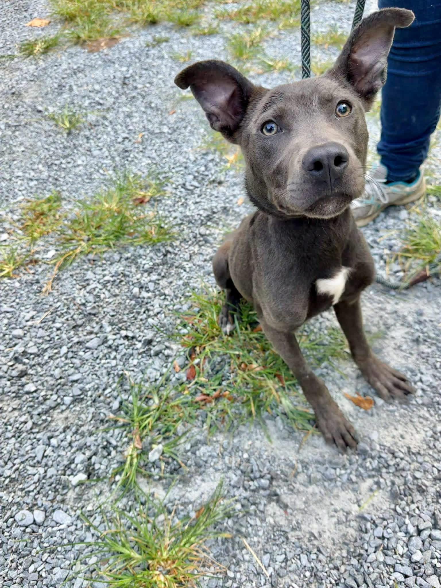Enlarge Susi, a ADOPTABLE mixed breed in Elizabethtown, NC image 3/3