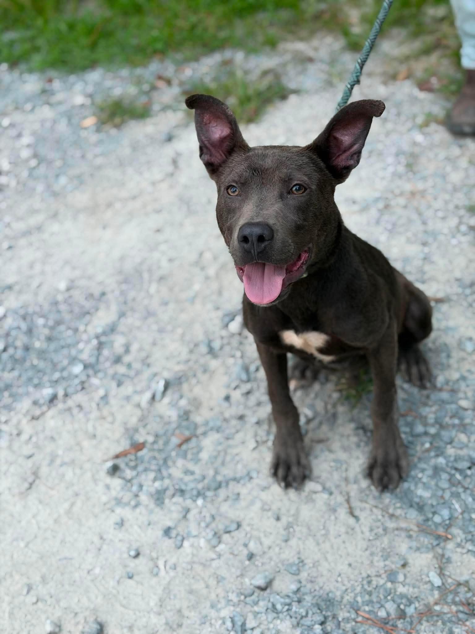 Enlarge Susi, a ADOPTABLE mixed breed in Elizabethtown, NC image 2/3