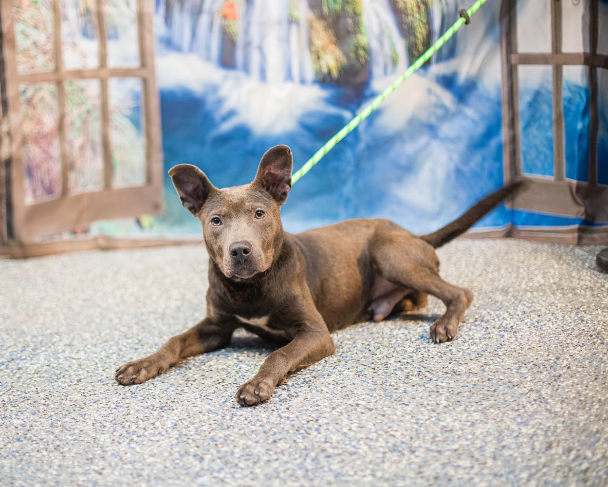 Susi, ADOPTABLE, Young Female Mixed Breed.