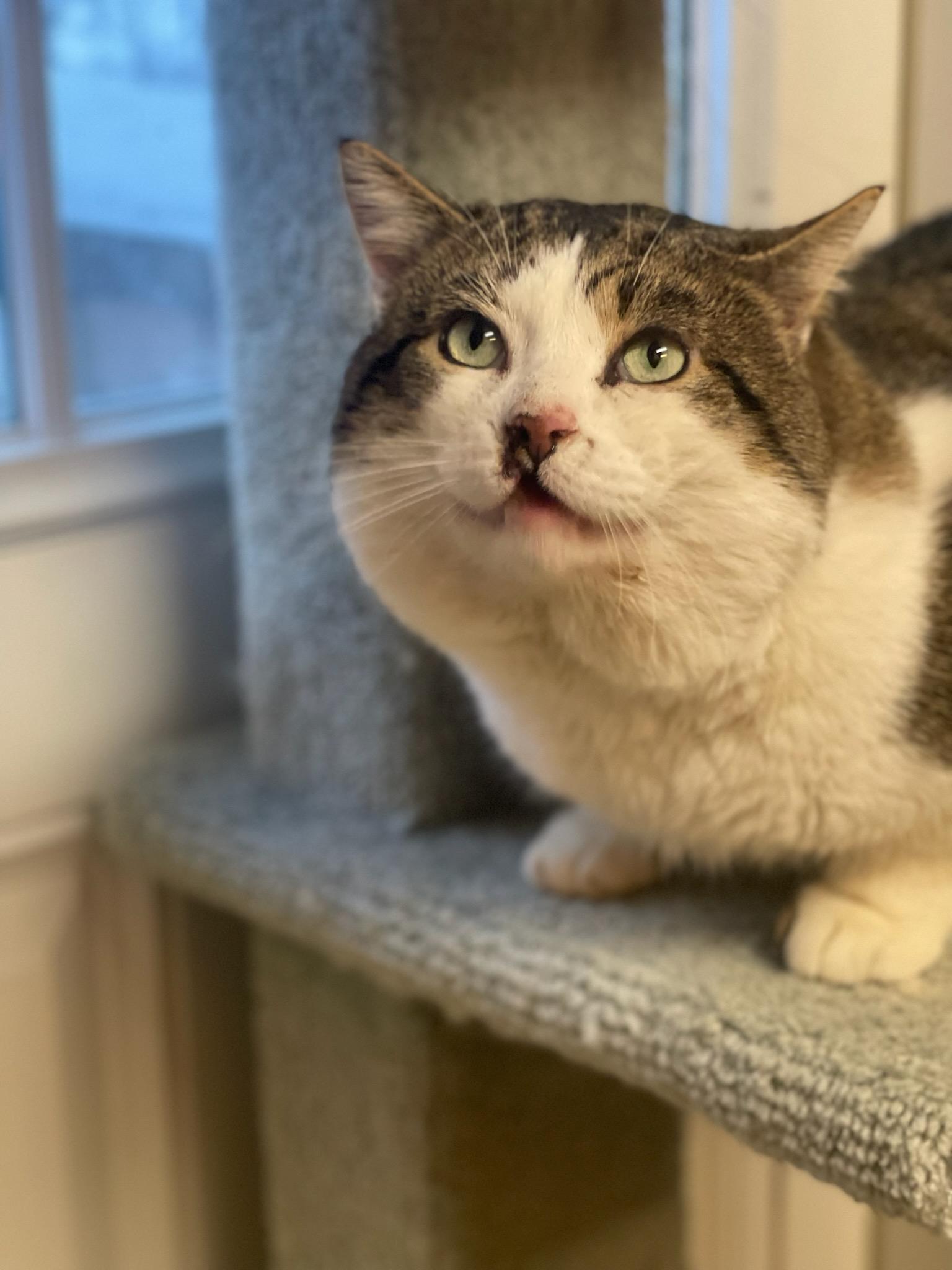 Enlarge Fred, a ADOPTABLE mixed breed in Cleveland, OH image 5/6