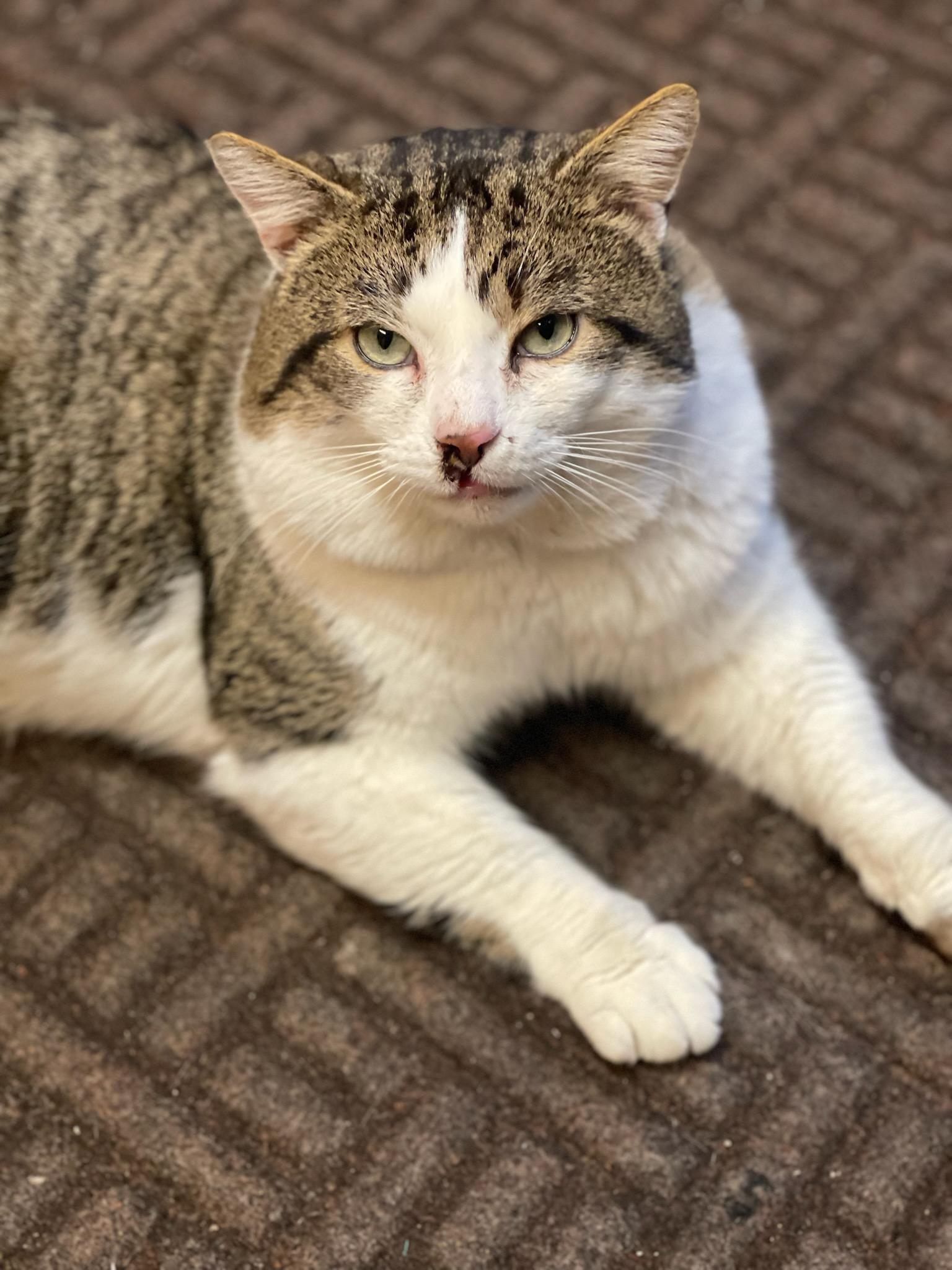 Enlarge Fred, a ADOPTABLE mixed breed in Cleveland, OH image 3/6