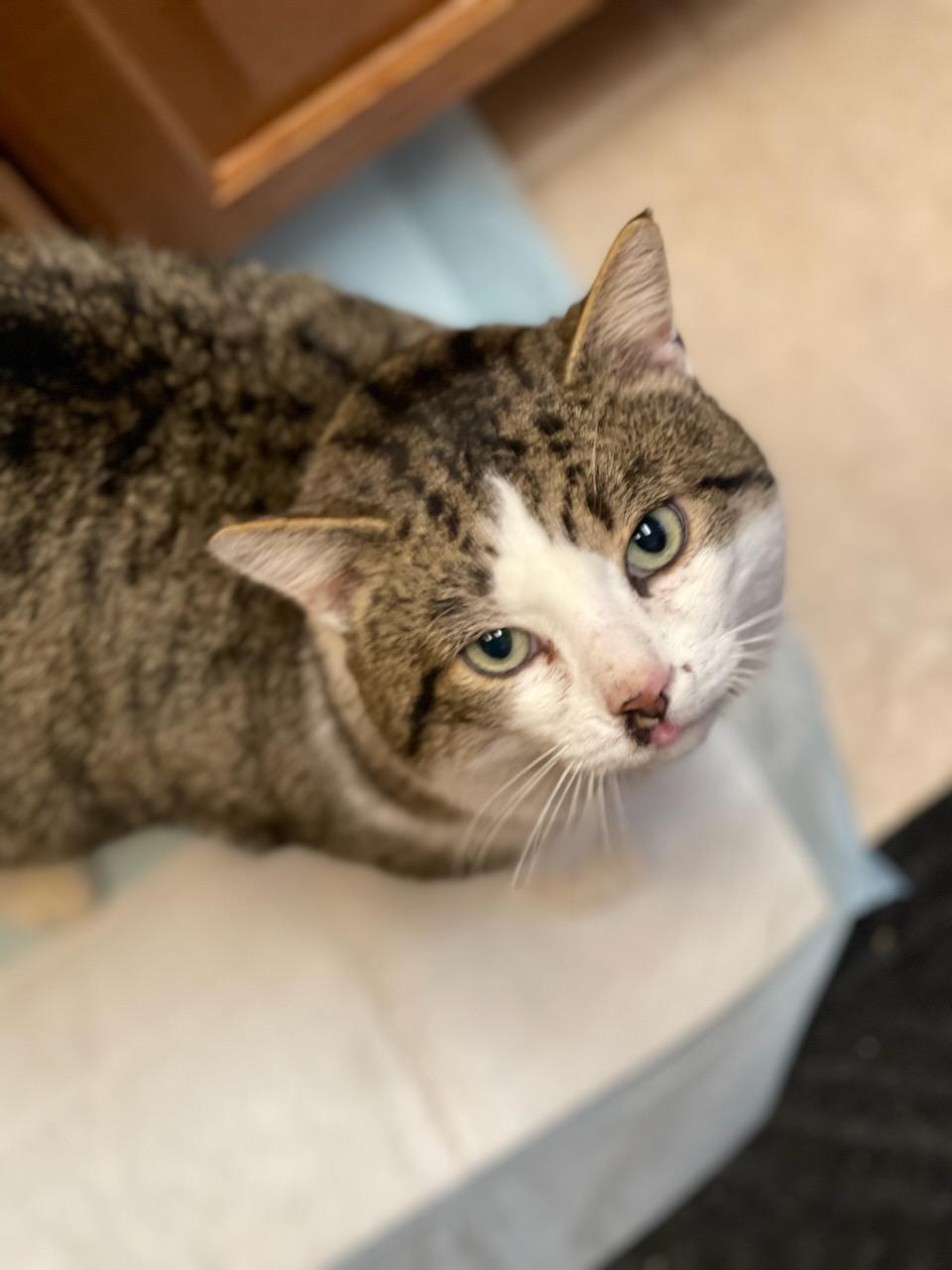 Fred, ADOPTABLE, Adult Male Tabby & Domestic Short Hair.