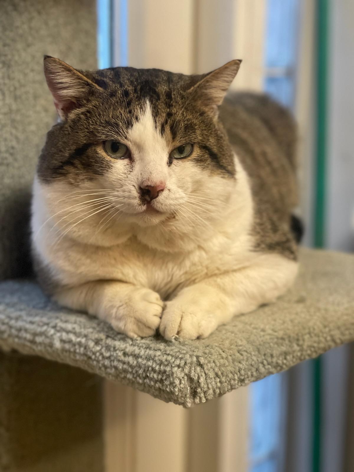 Enlarge Fred, a ADOPTABLE mixed breed in Cleveland, OH image 2/6
