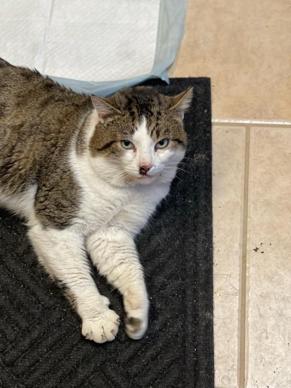 Enlarge Fred, a ADOPTABLE mixed breed in Cleveland, OH image 6/6