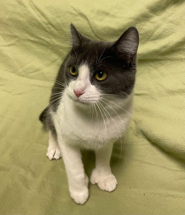 Enlarge Molly, an adopted Domestic Short Hair in Jackson, MI image 4/6