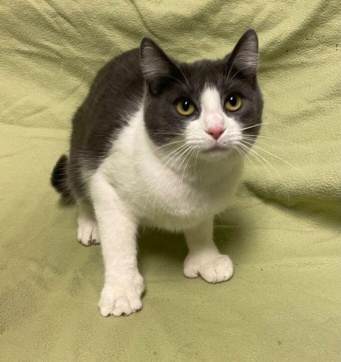 Enlarge Molly, an adopted Domestic Short Hair in Jackson, MI image 6/6