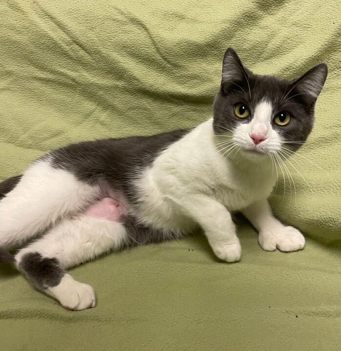 Enlarge Molly, an adopted Domestic Short Hair in Jackson, MI image 2/6