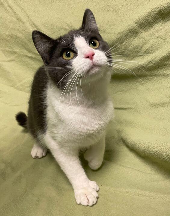 Enlarge Molly, an adopted Domestic Short Hair in Jackson, MI image 1/6