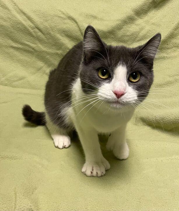 Enlarge Molly, an adopted Domestic Short Hair in Jackson, MI image 3/6