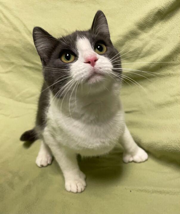 Enlarge Molly, an adopted Domestic Short Hair in Jackson, MI image 5/6