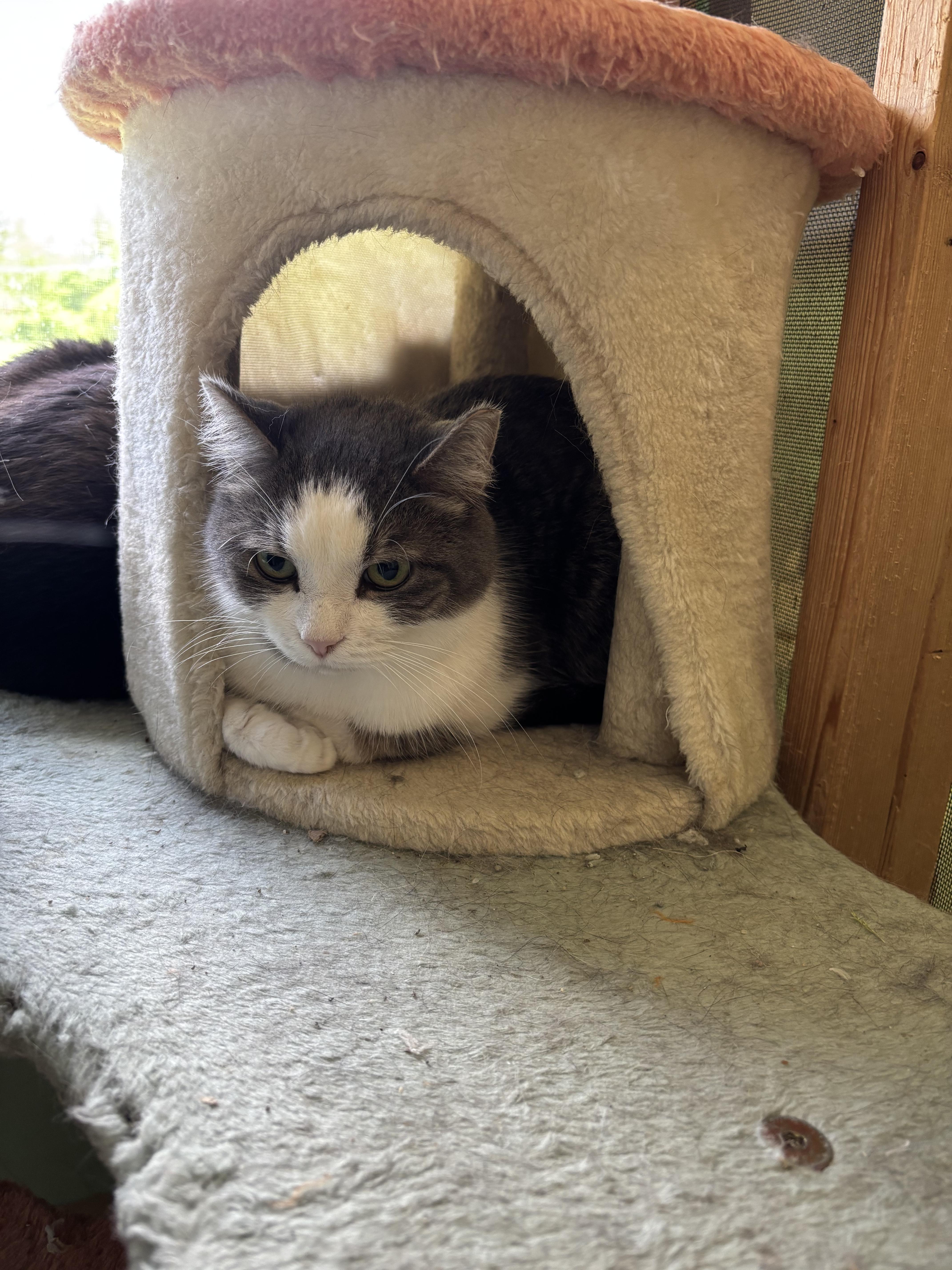 Dapper, an adoptable Domestic Short Hair in Franklin, IN_image-1