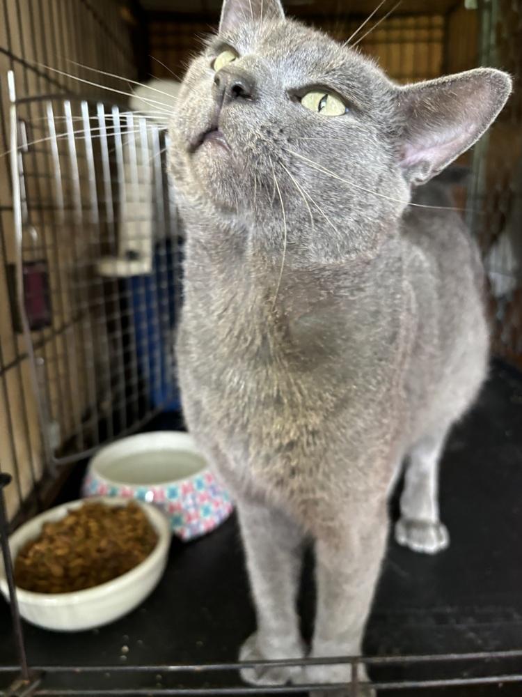 GRAHAM, Adopted, Young Male Russian Blue.