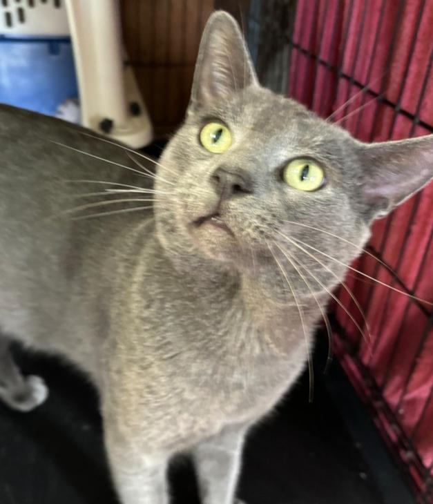 Enlarge GRAHAM, a Adopted mixed breed in New Woodstock, NY image 2/4