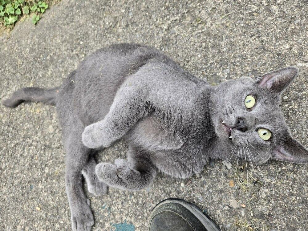 Enlarge GRAHAM, a Adopted mixed breed in New Woodstock, NY image 3/4