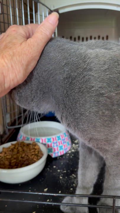 Enlarge GRAHAM, a Adopted mixed breed in New Woodstock, NY video 4/4