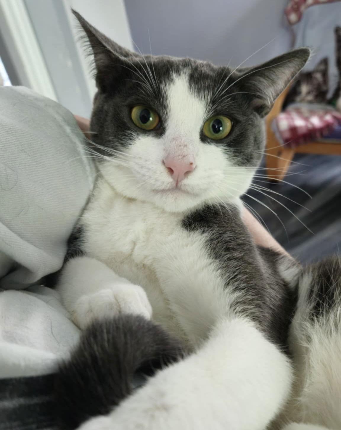 CRICUT, Adopted, Young Male Domestic Short Hair.