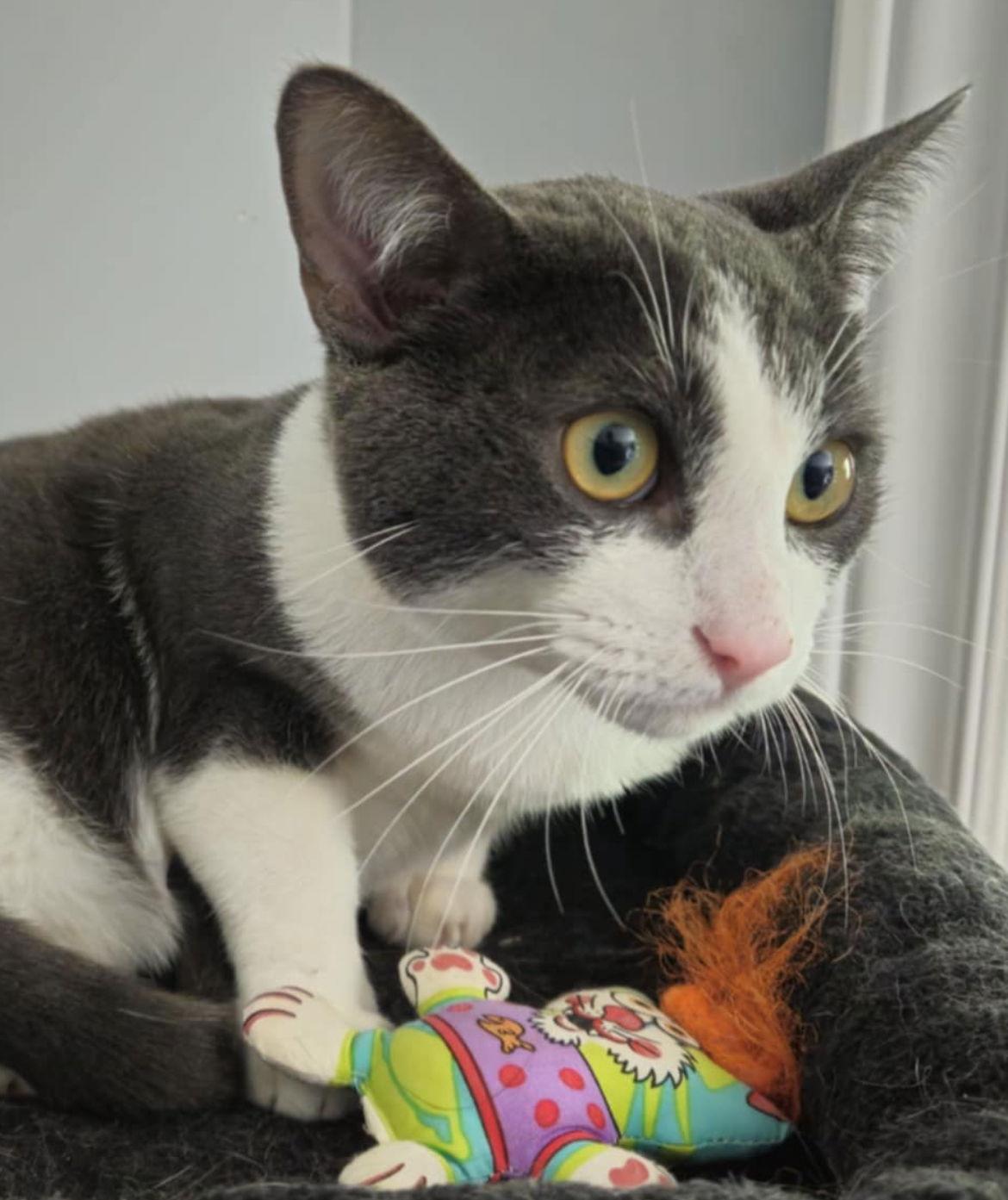 CRICUT, a Adopted Domestic Short Hair in Minesing, ON image 2/3