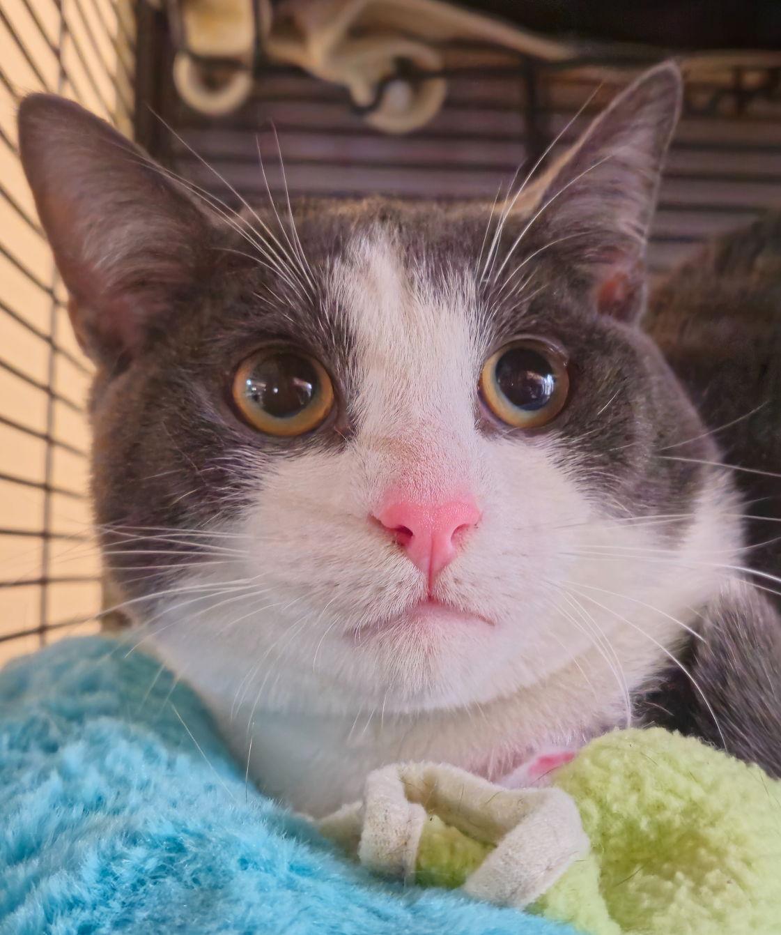 CRICUT, a Adopted Domestic Short Hair in Minesing, ON image 3/3