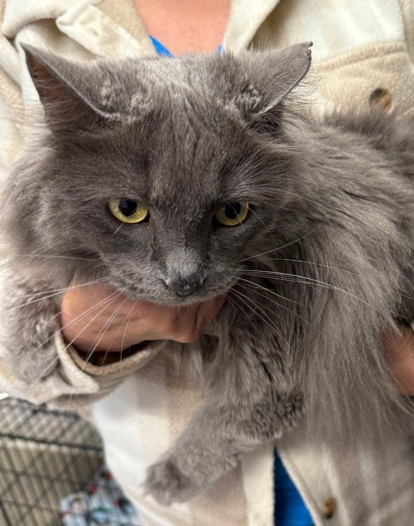 Enlarge Fiona, a Adoptable Domestic Long Hair in Emmett, ID image 1/1