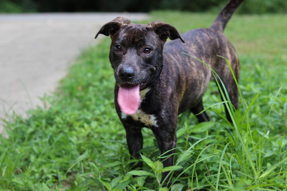 Enlarge Cutie (FKA Spritz), a Adoptable Pit Bull Terrier in Indianapolis, IN image 1/5