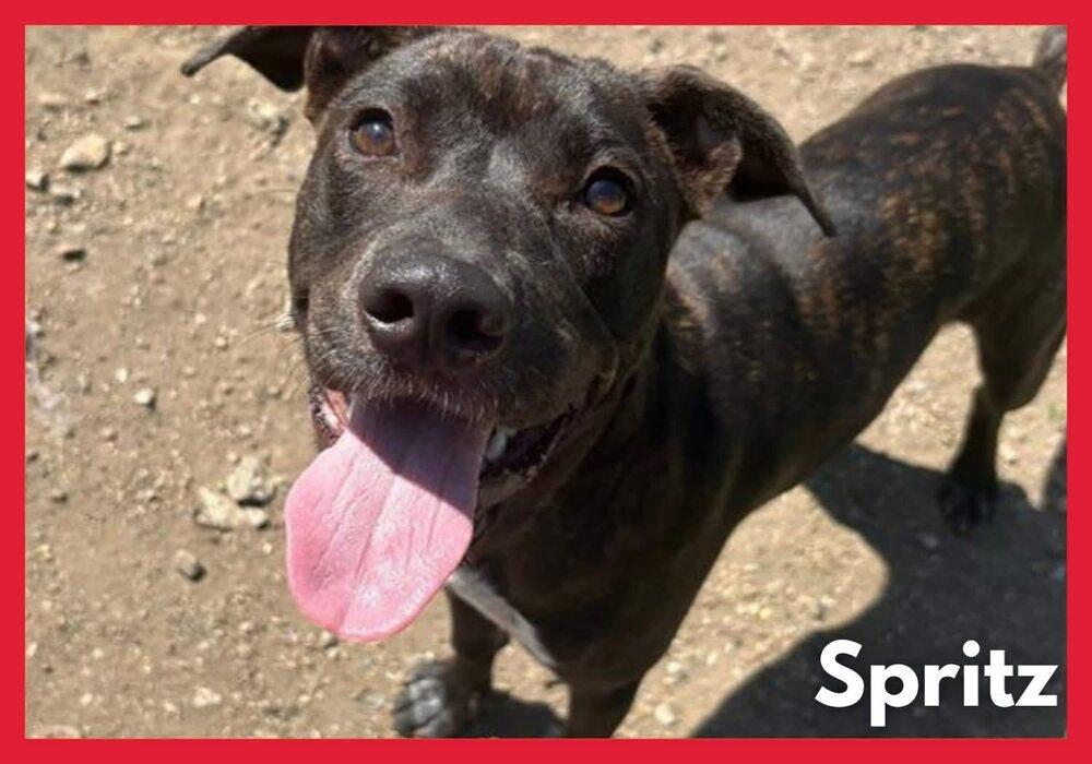 Enlarge Cutie (FKA Spritz), a Adoptable Pit Bull Terrier in Indianapolis, IN image 2/5