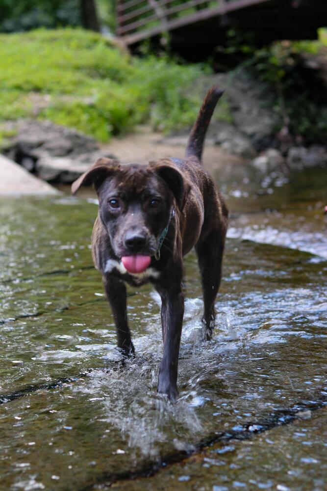Enlarge Cutie (FKA Spritz), a Adoptable Pit Bull Terrier in Indianapolis, IN image 3/5