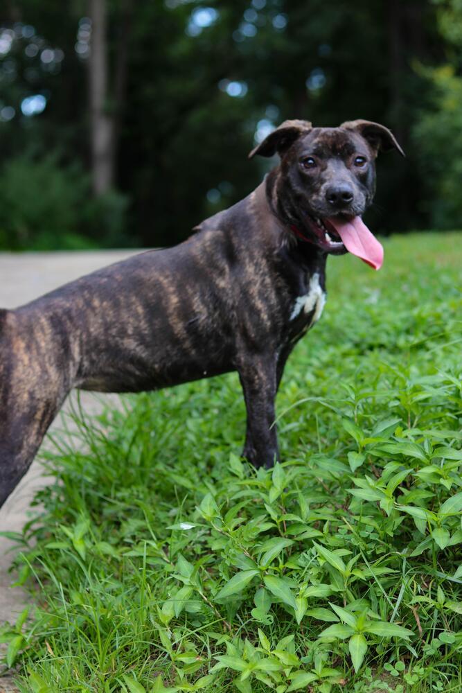 Enlarge Cutie (FKA Spritz), a Adoptable Pit Bull Terrier in Indianapolis, IN image 4/5