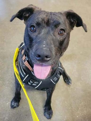 Cutie, a Adoptable Pit Bull Terrier in Indianapolis, IN image 5/6