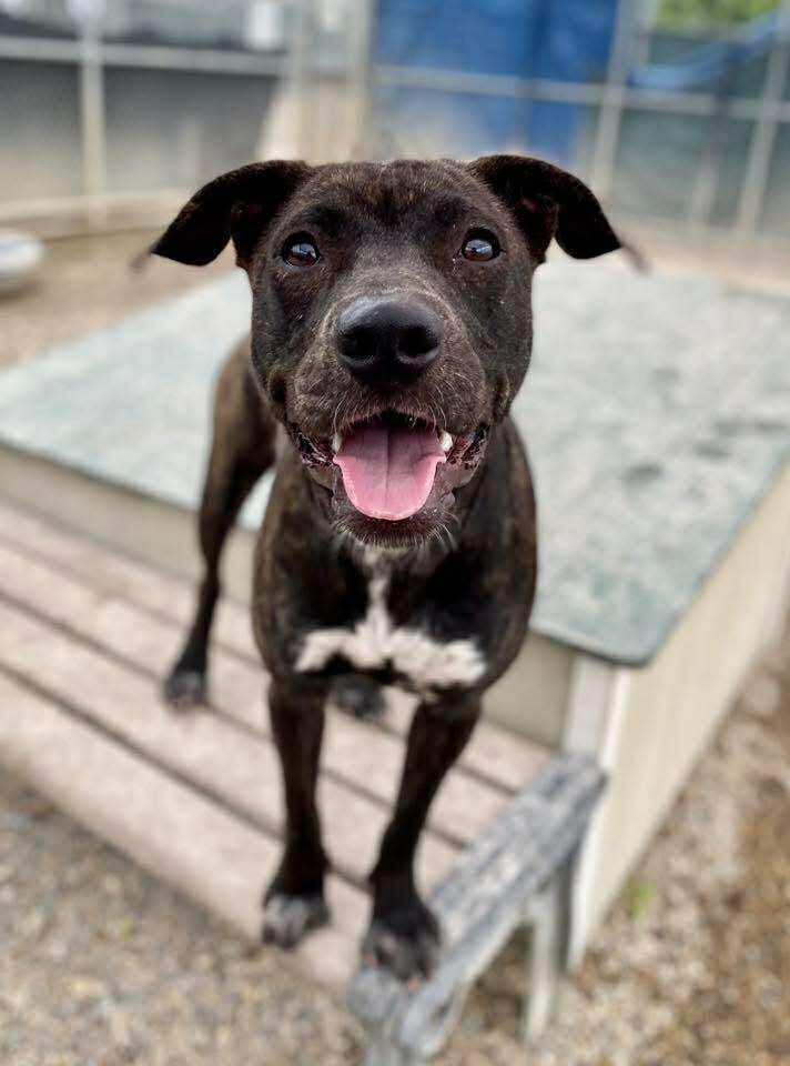 Enlarge Cutie (FKA Spritz), a Adoptable Pit Bull Terrier in Indianapolis, IN image 5/5