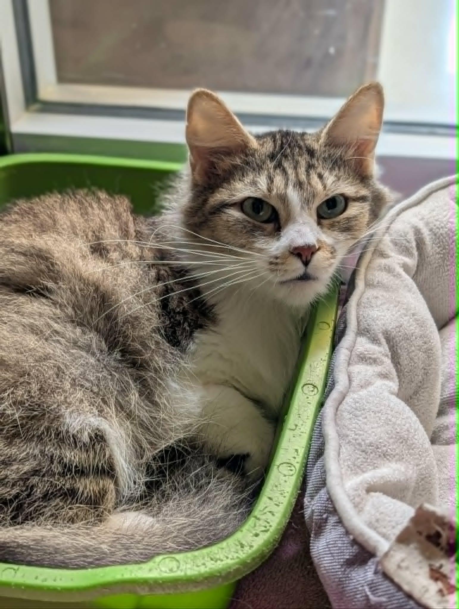 Raspberry, Adopted, Adult Female Domestic Medium Hair.