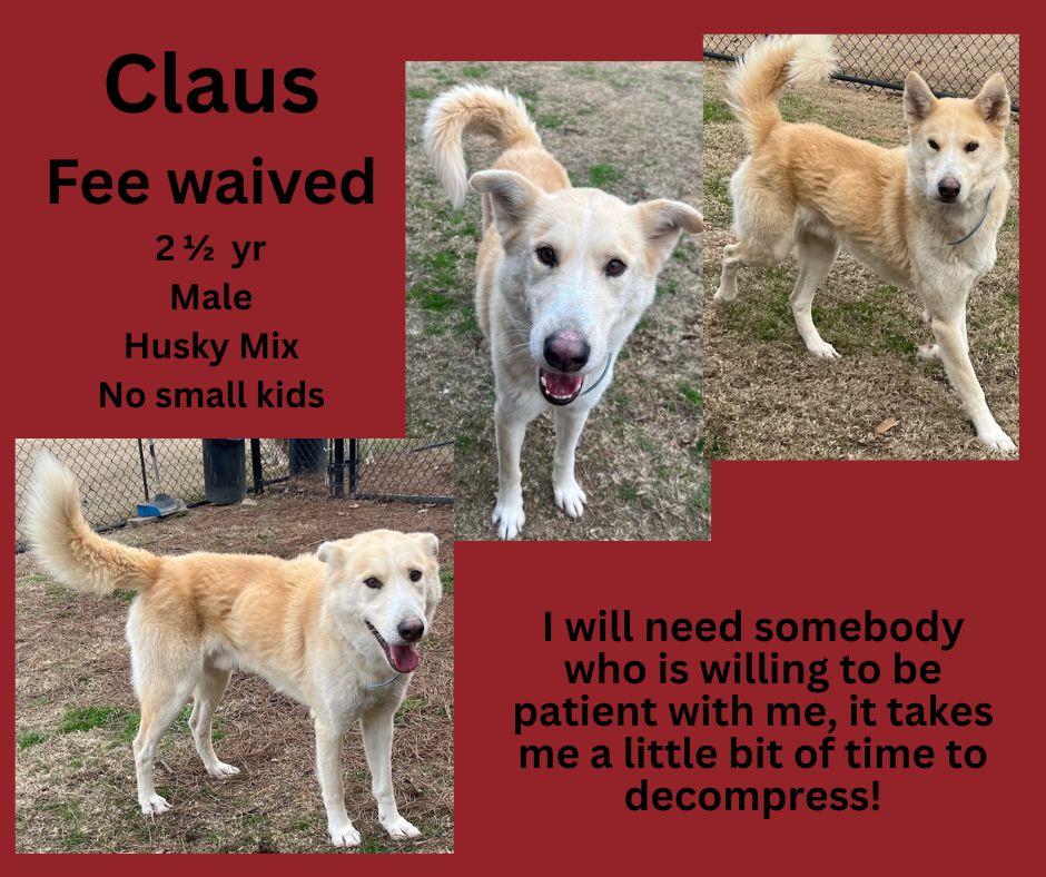Enlarge Claus, a ADOPTABLE mixed breed in Decatur, AL image 1/1
