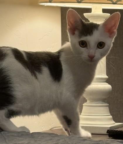 Cap, Adoptable, Kitten Male Domestic Short Hair & Domestic Short Hair.