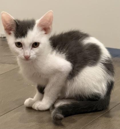 Cap, a Adoptable mixed breed in Divide, CO image 2/3