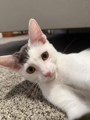 Cap, a Adoptable mixed breed in Divide, CO image 3/3