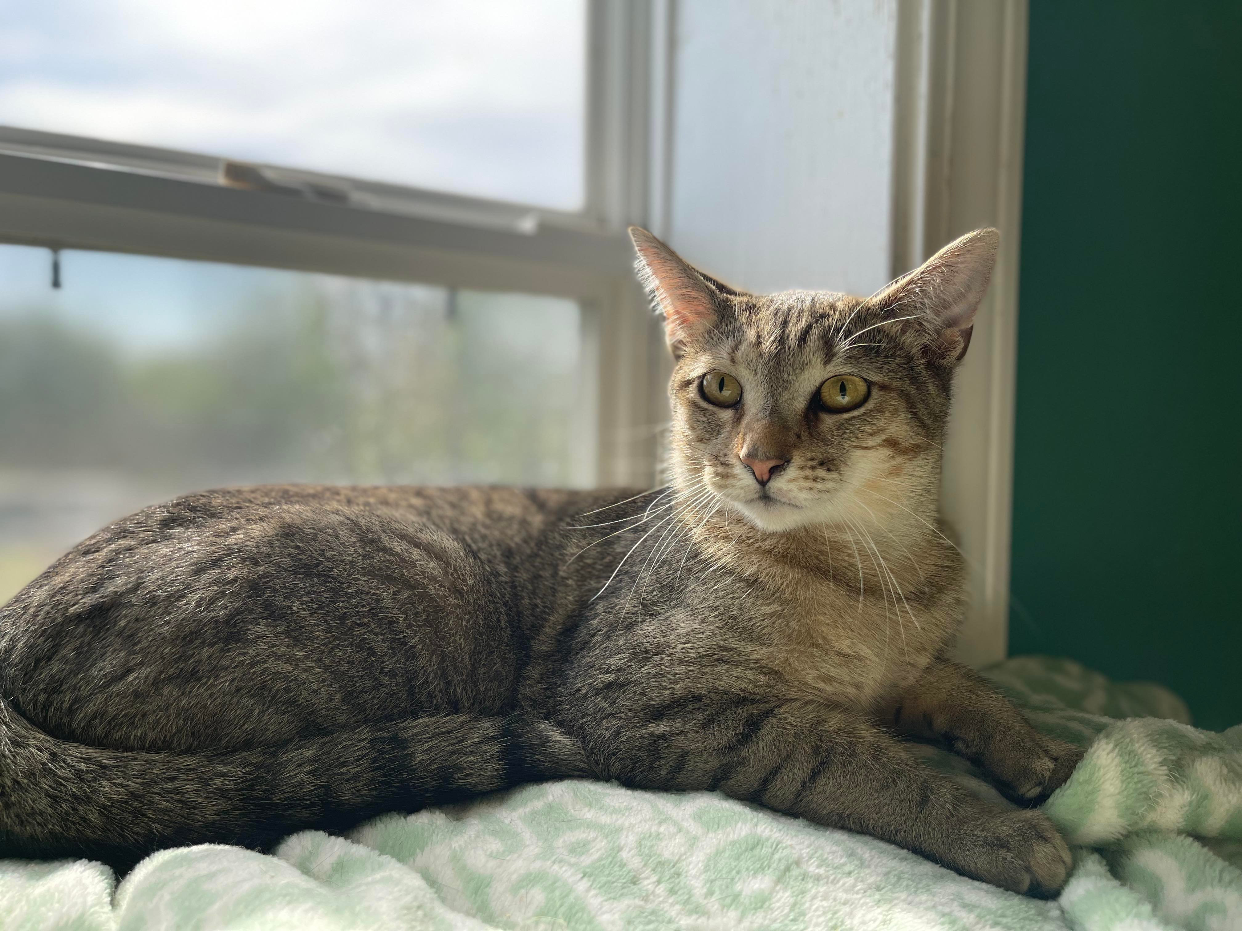 Avery, an adoptable Domestic Short Hair in McKenzie, TN, 38201 | Photo Image 2