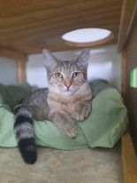 Avery, an adoptable Domestic Short Hair in McKenzie, TN, 38201 | Photo Image 3