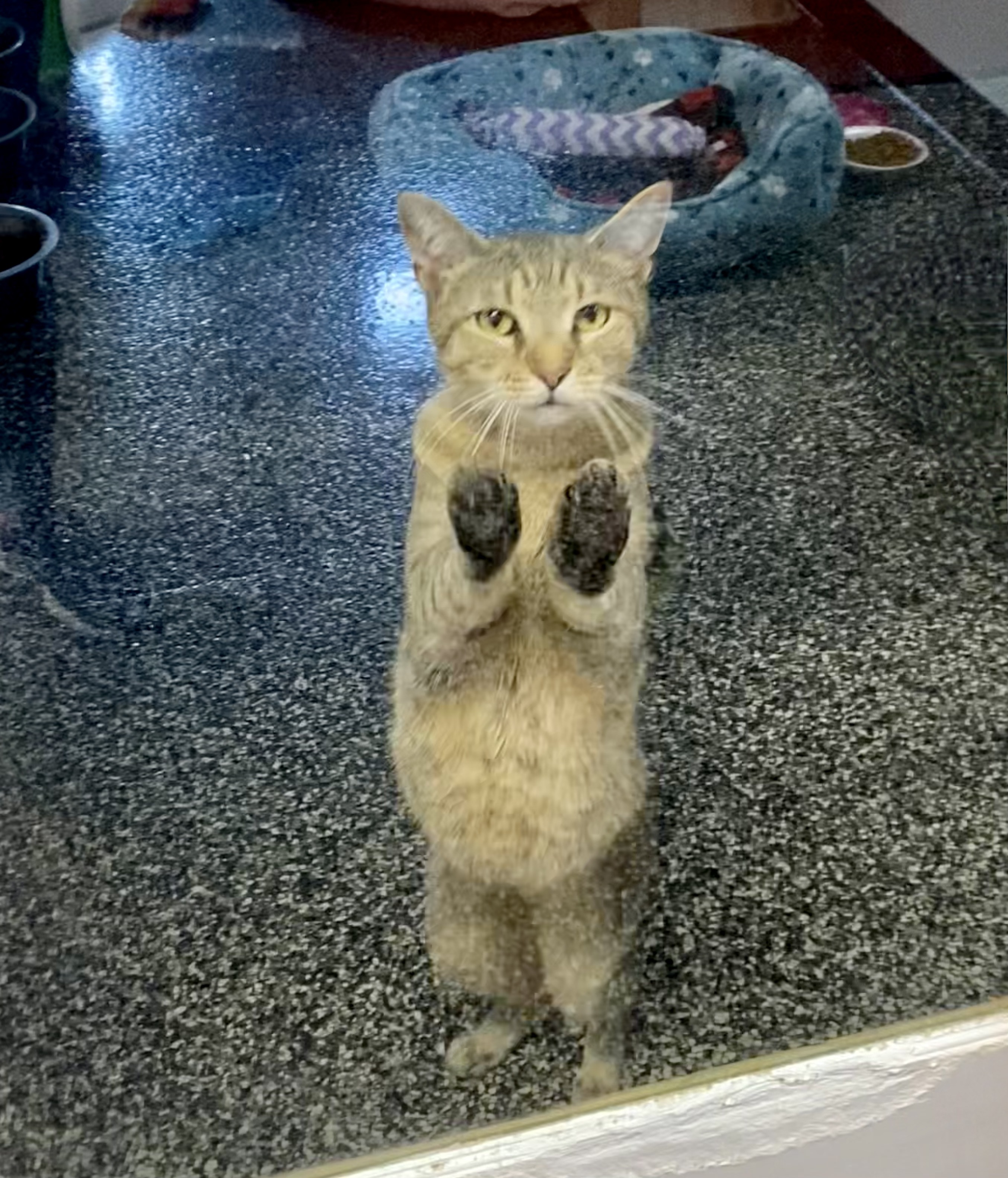 Avery, an adoptable Domestic Short Hair in McKenzie, TN, 38201 | Photo Image 4