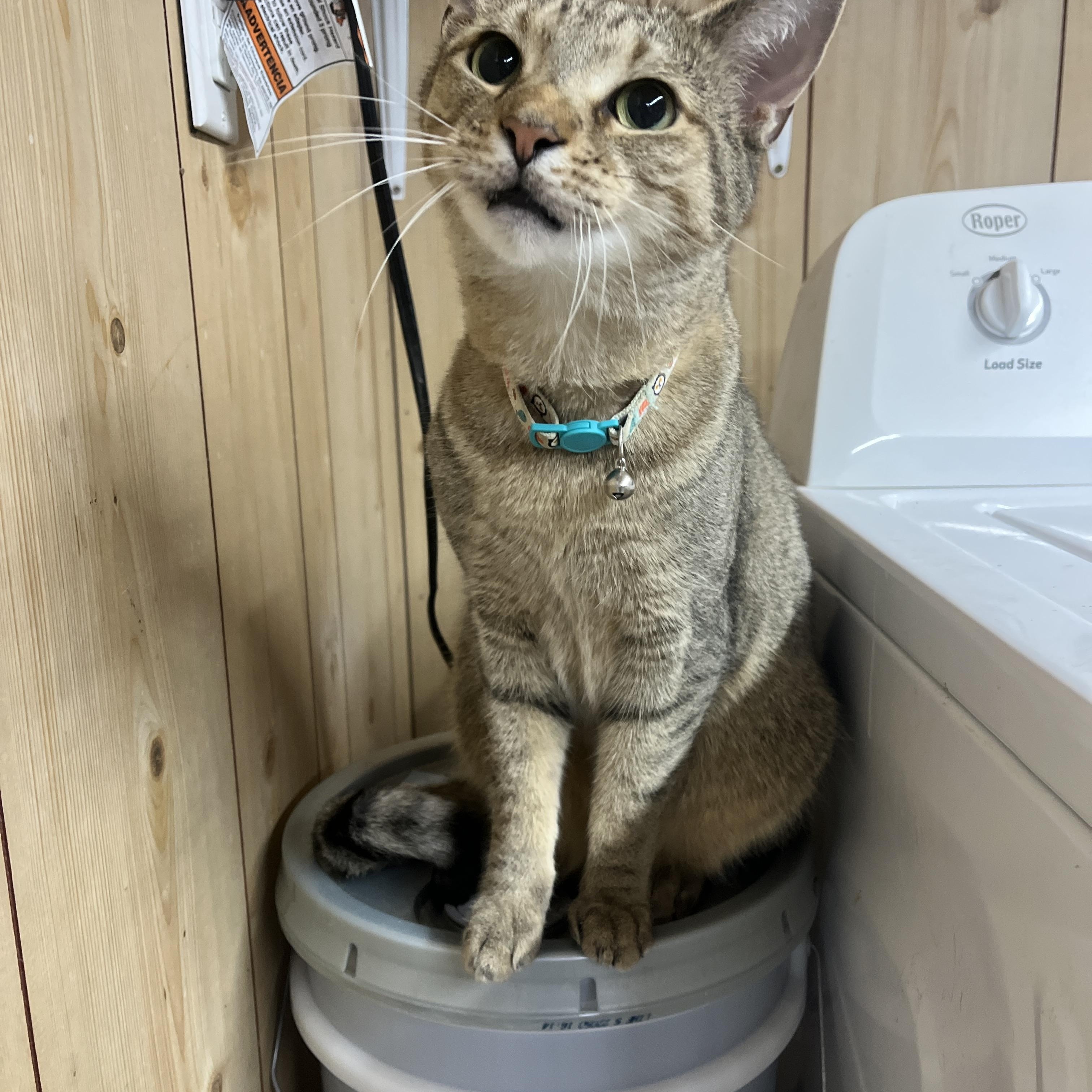 Avery, an adoptable Domestic Short Hair in McKenzie, TN, 38201 | Photo Image 1