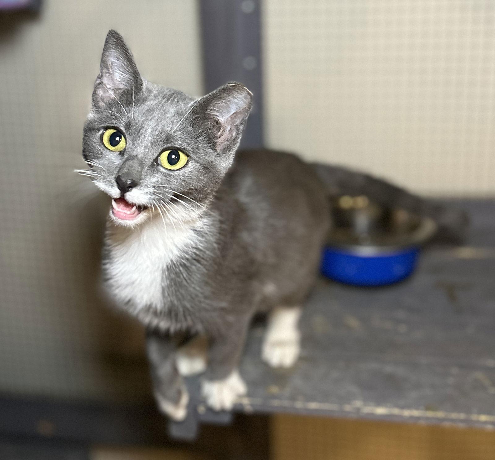 Boots, Adoptable, Young Female Domestic Short Hair.