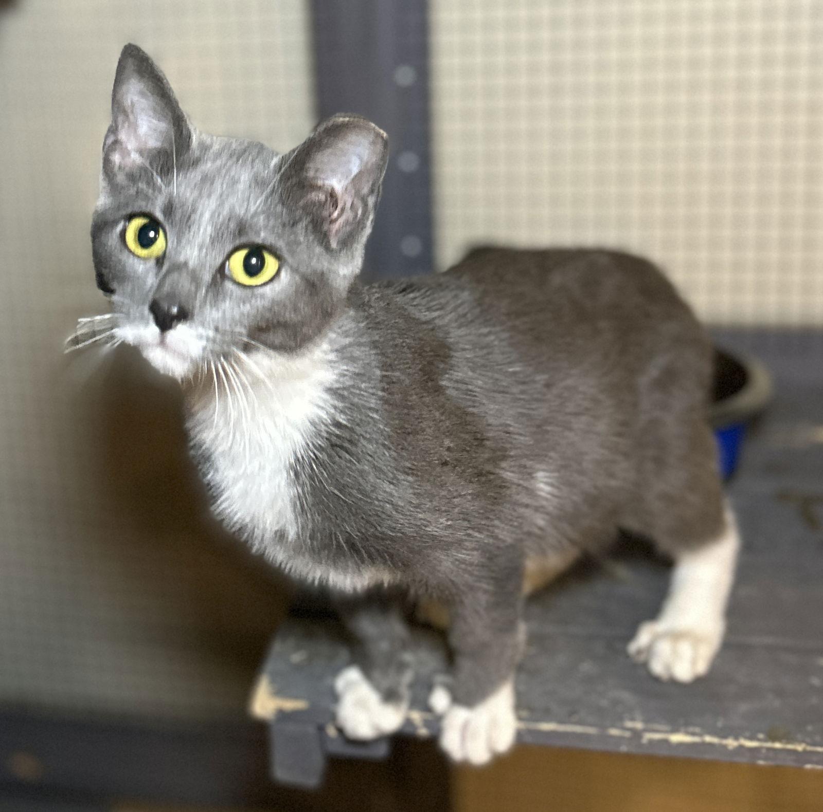 Boots, a Adoptable Domestic Short Hair in Barnhart, MO image 2/3